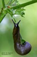 /album/detail-en-macro/img-8536-copy-jpg1/